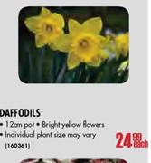 Daffodils Pot-12cm Each