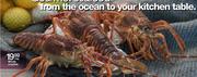 Whole Crayfish-Per 100g