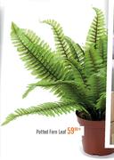 Potted Fem Leaf