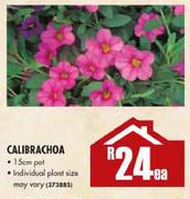 Calibrachoa-1.5cm Pot
