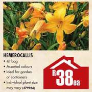 Hemerocallis Each