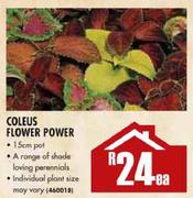 Coleus Flower Power-1.5cm Pot