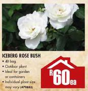 Iceberg Rose Bush Each