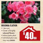 Begonia Elaior-14cm Pot