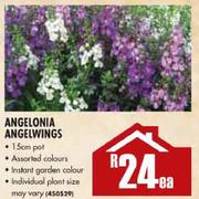 Angelonia Angelwings-1.5cm Pot