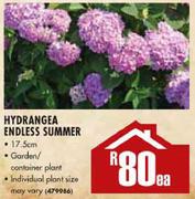 Hydrangea Endless Summer-17.5cm Each