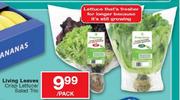 Living Leaves Crisp Lettuce/Salad Trio-Per Pack