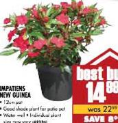 Impatiens New Guinea-12cm
