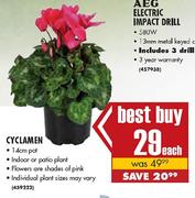 Cyclamen Pot-14cm