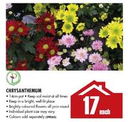 Chrysanthemum-14cm Pot