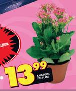 Kalanchoe Pot Plant