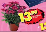 Chrysanthemum Pot Plant
