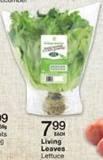 Living Leaves Lettuce-Each