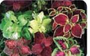 Coleus Pot-15cm