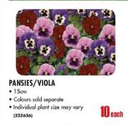 Pansies/Viola Pot-15cm Each