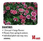 Dianthus Pot-15cm Each