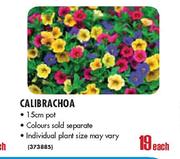 Calibrachoa Pot-15cm Each