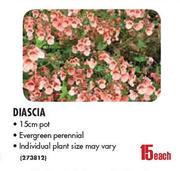 Diascia Pot-15cm Each