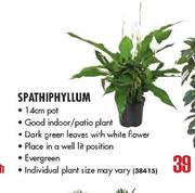 Spathiphyllum Pot-14cm 