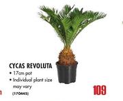 Cycas Revoluta Pot-17cm 
