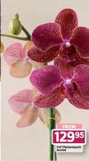 PnP Phalaenopsis Orchid