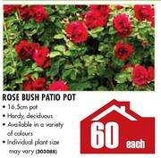 Rose Bush Patio Pot-Each 