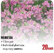 Nemesia-15cm pot each