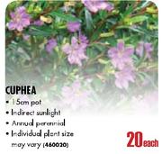 Cuphea-15cm pot each