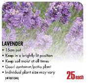Lavender-15cm pot each