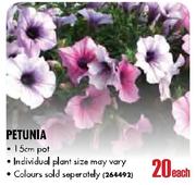 Petunia-15cm pot each