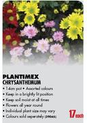 Plantimex Chrysanthemum-14cm pot each