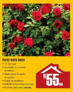 Patio Rose Bush