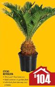 Cycas Revoluta