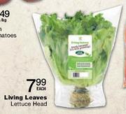 Living Leaves Lettuce Head Each