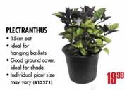 Plectranthus-15cm Pot