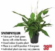 Spathiphyllum-14cm Pot
