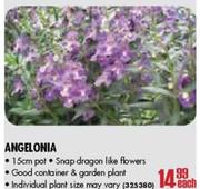 Angelonia-15cm Pot