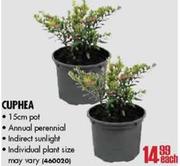 Cuphea-15cm Pot Each