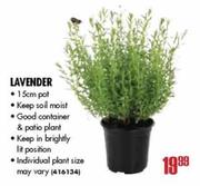 Lavender-15cm Pot