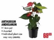 Anthurium Andreanum-14cm Pot