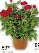 Pot Plant