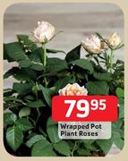 Wrapped Pot Plant Roses