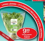 Living Leaves Iceberg Lettuce-Each