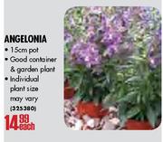 Angelonia