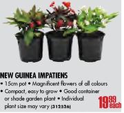 New Guinea Impatiens-each