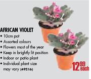 African Violet-each