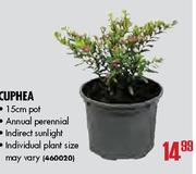 Cuphea