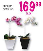 Orchids-Each