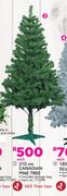 210cm Canadian Pine Tree-Each