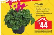 Cyclamen